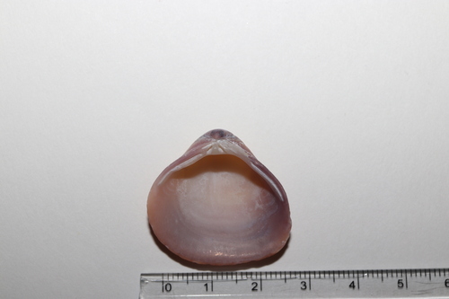 Corbicula