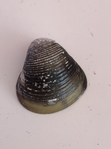 Corbicula