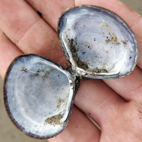 Corbicula
