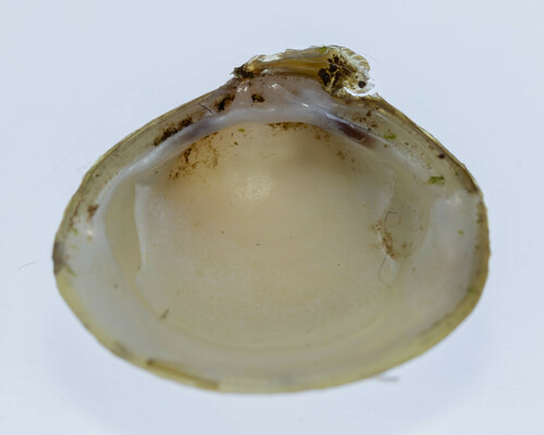 Corbicula