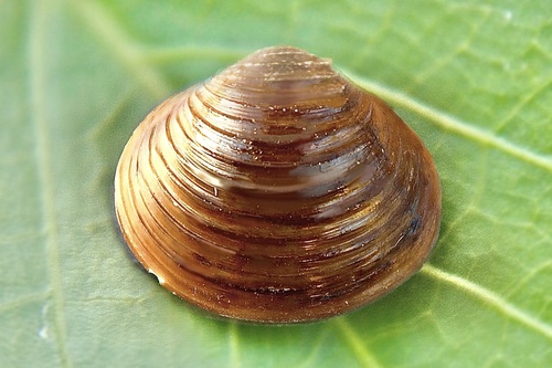 Corbicula