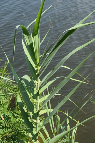 giant reed