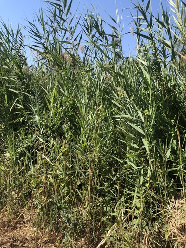 giant reed