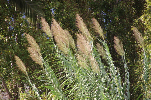 giant reed