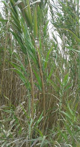 giant reed