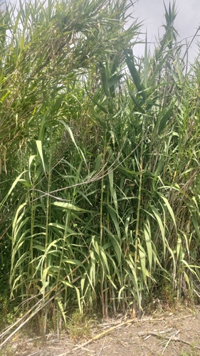 giant reed