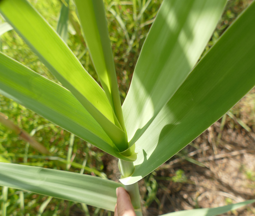 giant reed