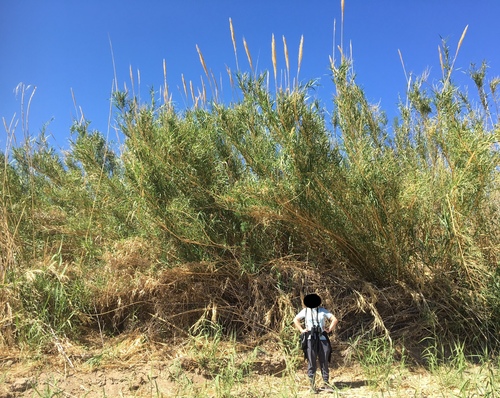 giant reed