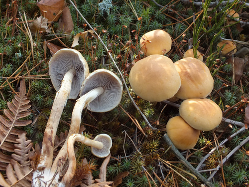Smoky-gilled Hypholoma