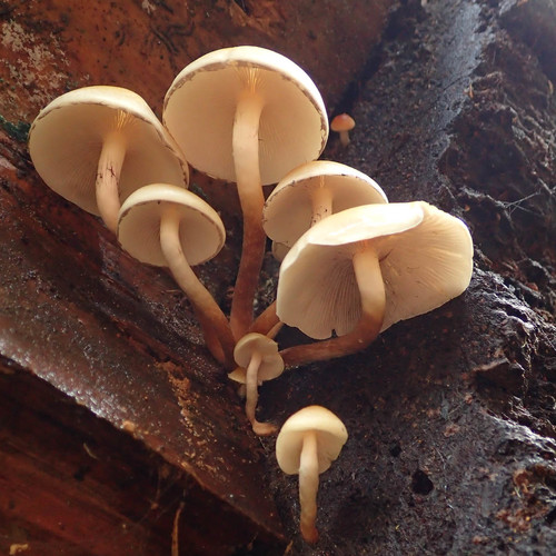 Smoky-gilled Hypholoma
