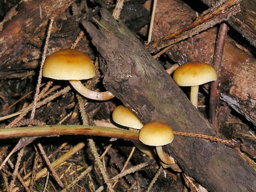 Smoky-gilled Hypholoma