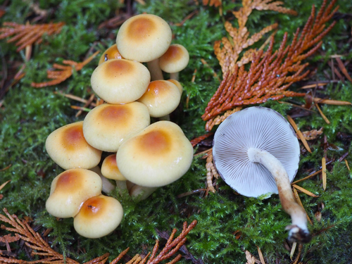Smoky-gilled Hypholoma