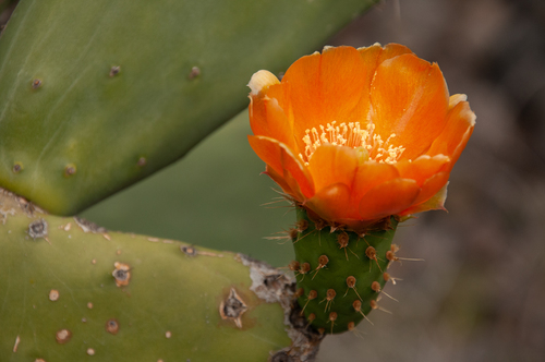 Indian fig opuntia