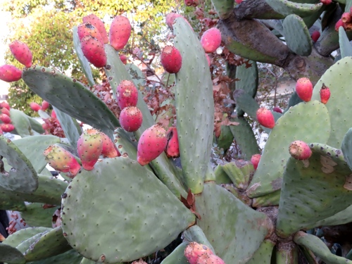 Indian fig opuntia