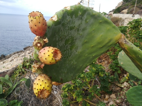 Indian fig opuntia