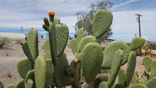 Indian fig opuntia
