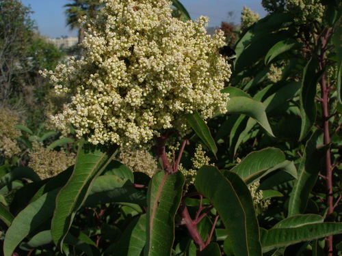 laurel sumac