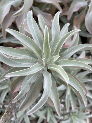 white sage