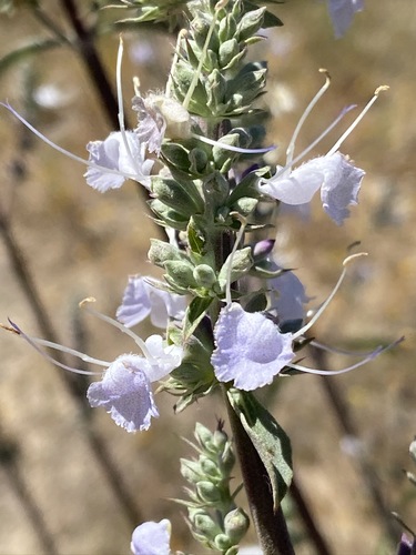 white sage