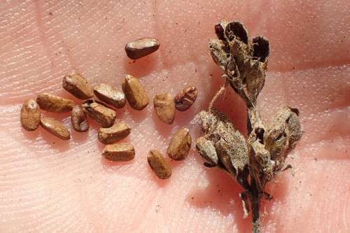 white sage