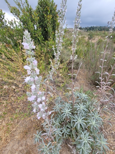 white sage