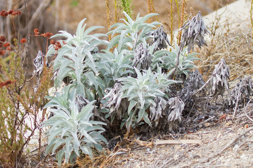 white sage