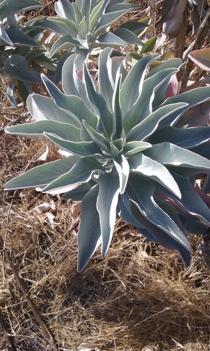 white sage