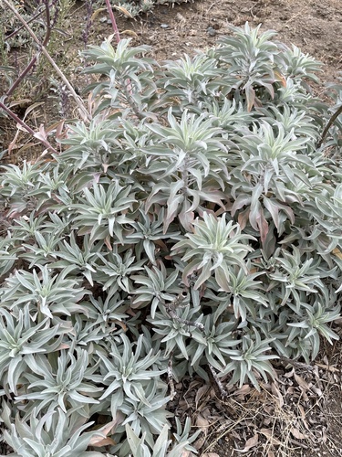white sage