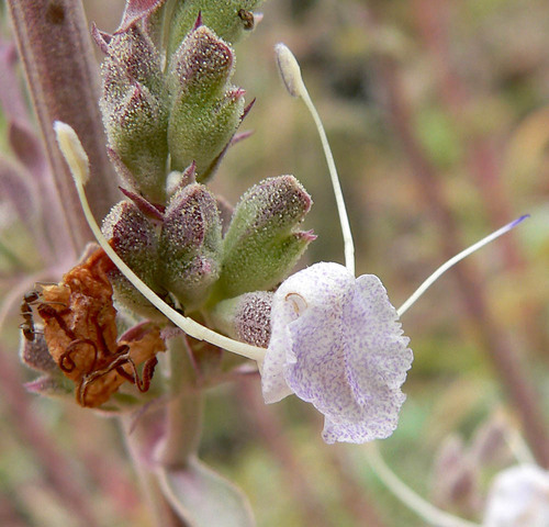 white sage