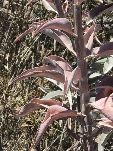 white sage