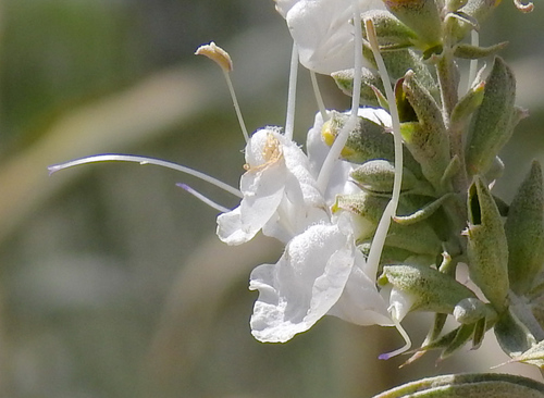 white sage