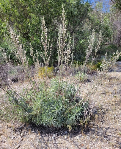 white sage