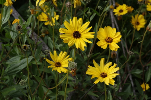 California brittlebush