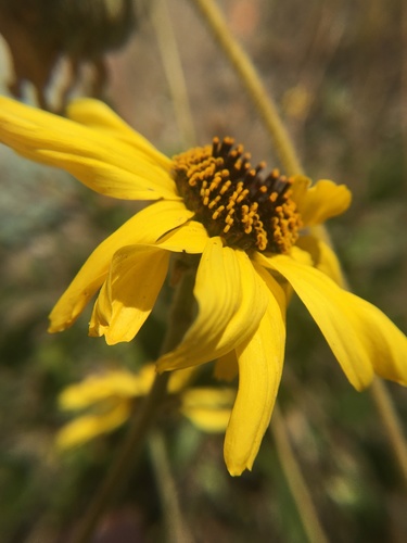 California brittlebush