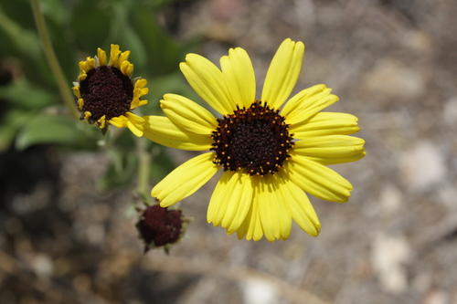 California brittlebush