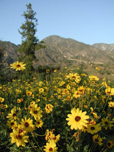 California brittlebush