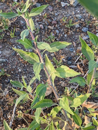 California brittlebush