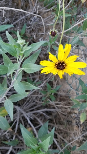 California brittlebush