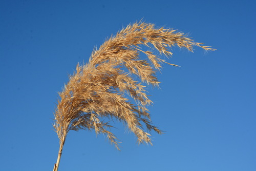 common reed