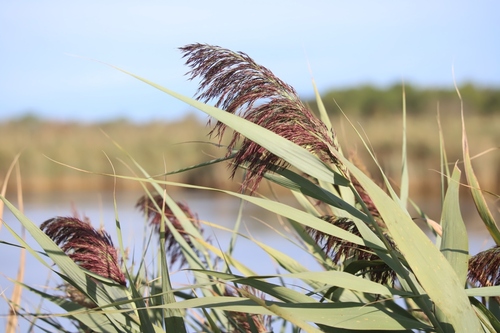 common reed