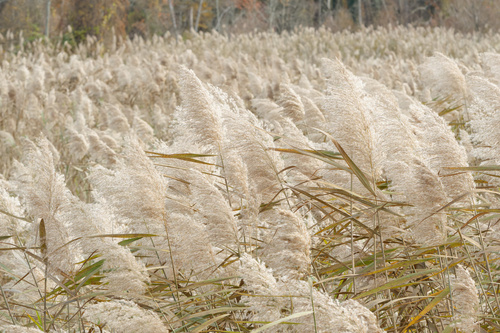 common reed