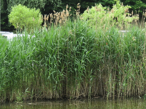 common reed
