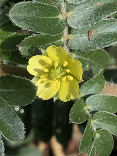 puncture vine