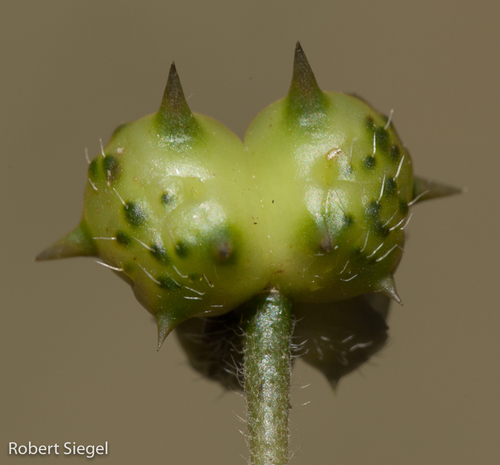 puncture vine