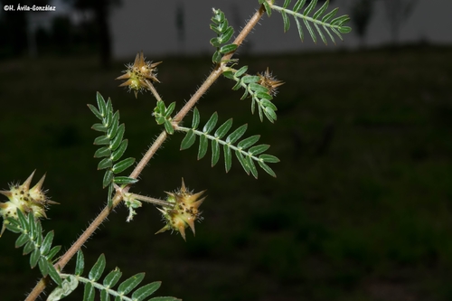 puncture vine
