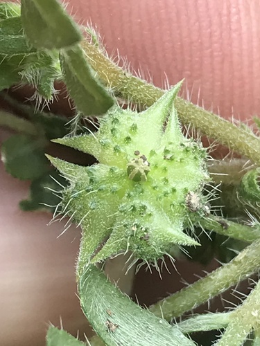 puncture vine