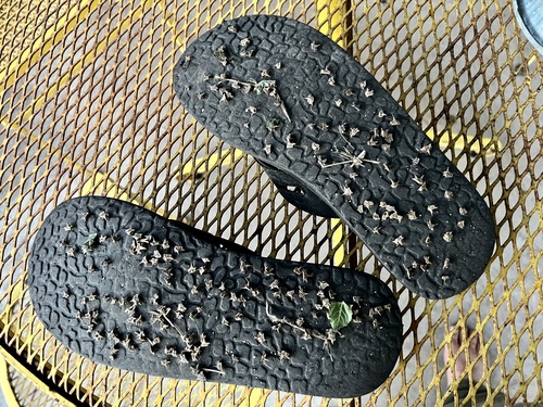 puncture vine