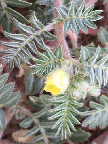 puncture vine