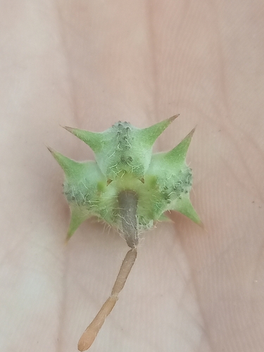 puncture vine