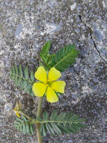 puncture vine